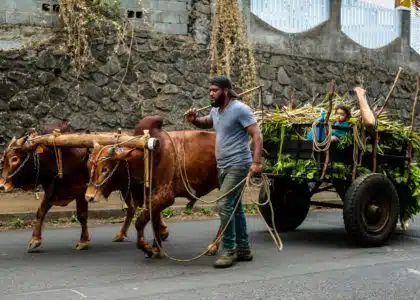 charette boeuf tradition route