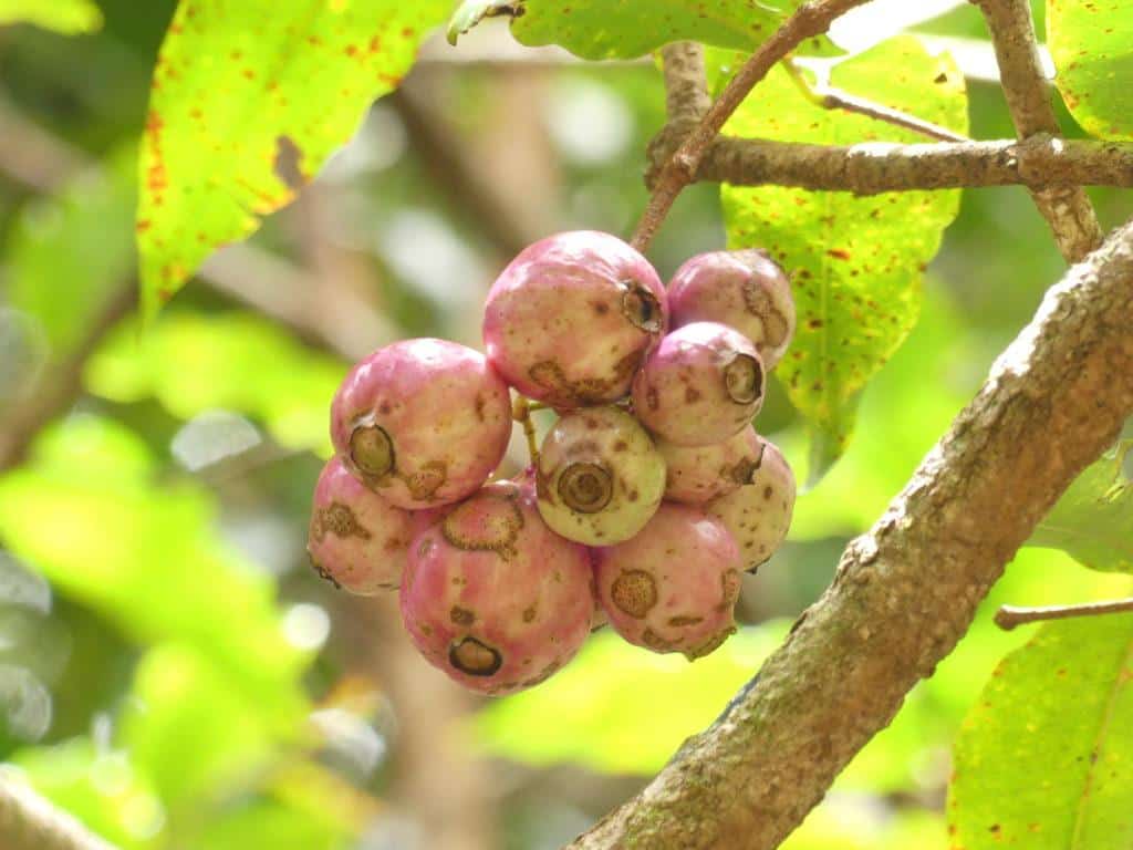 fruit de bois de pomme