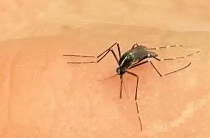 dengue moustique aedes albopictus