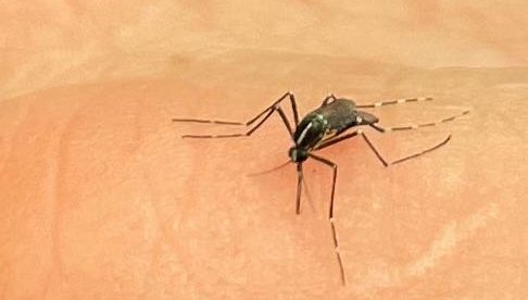 dengue moustique aedes albopictus