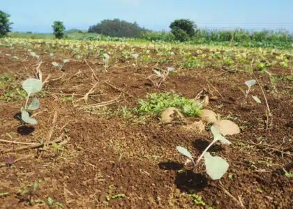 Champs agriculture Réunion