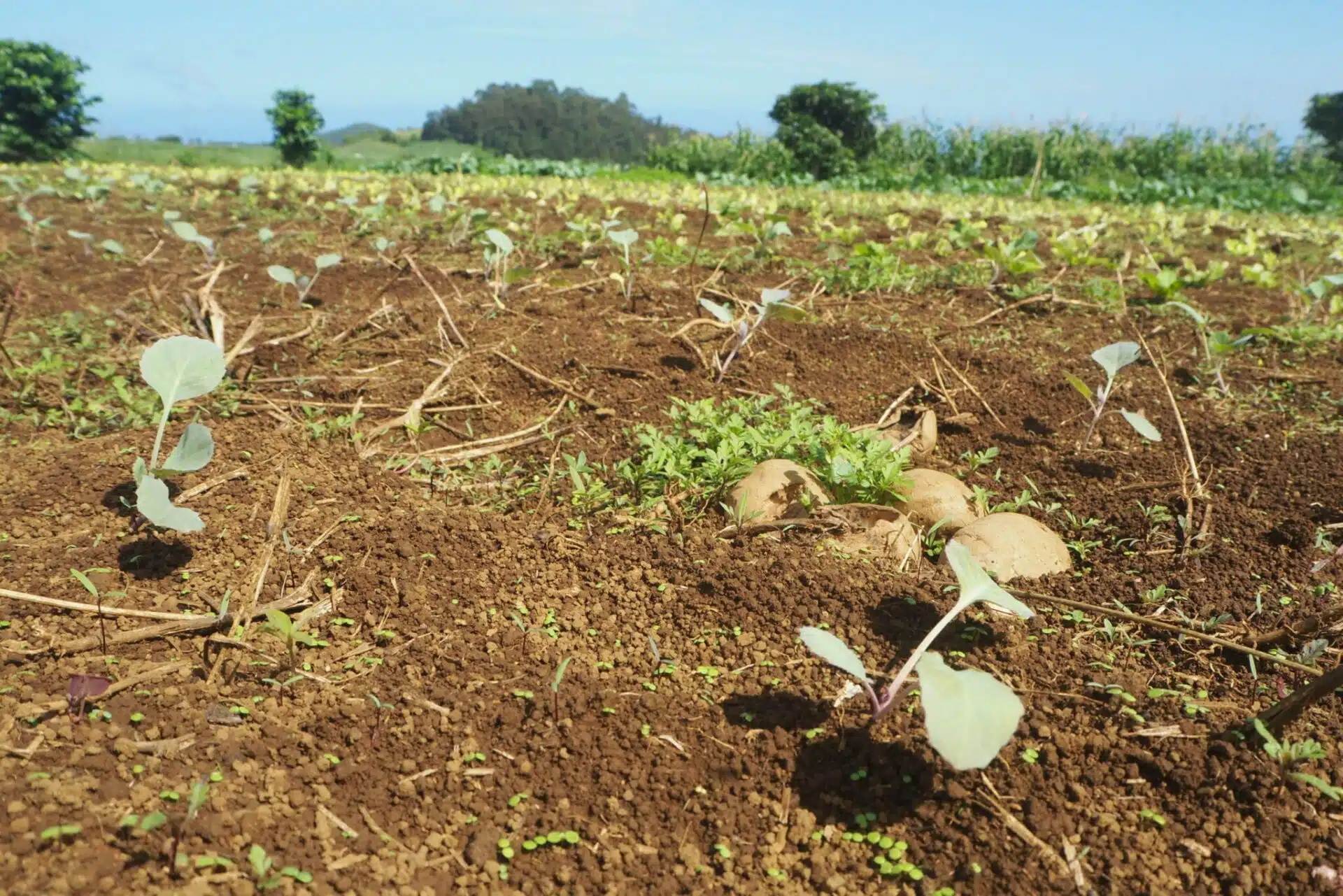 Synthèse de l’atelier « Planté pou manzé » Autonomie alimentaire durable