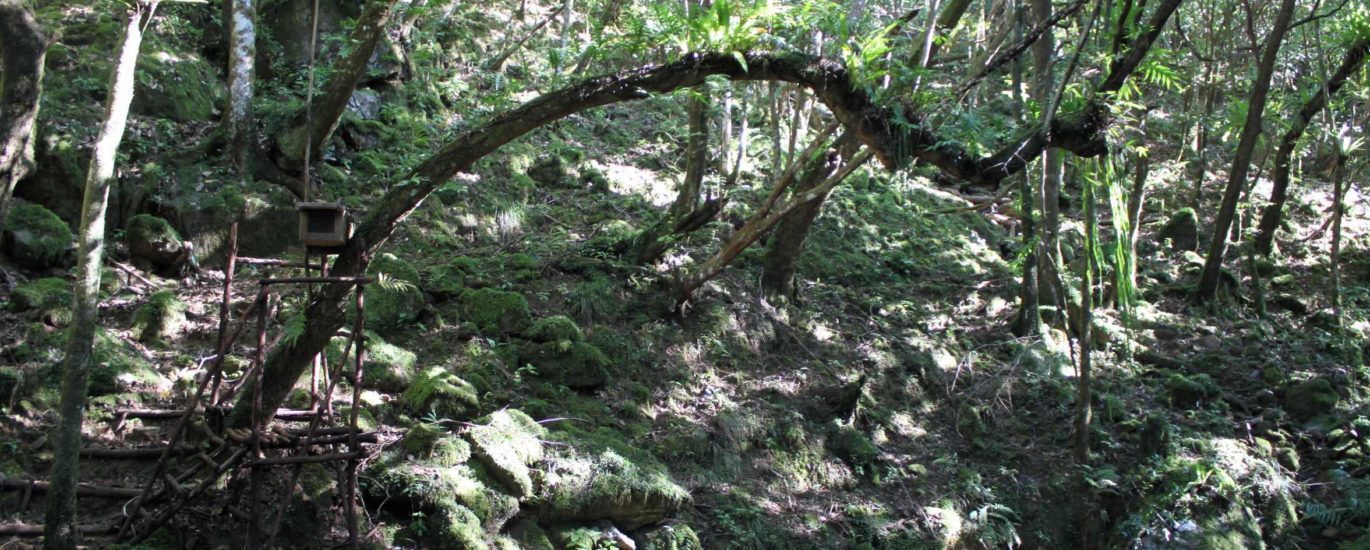 La forêt primaire reçoit des abris pour lesoiseaux qui vivent en harmonie avec le biotope.