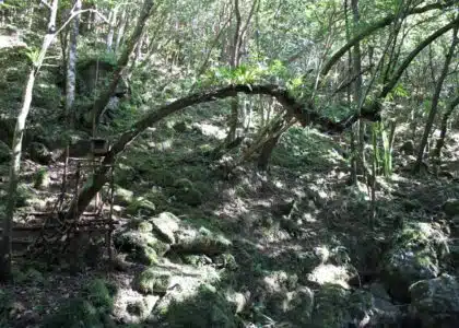 La forêt primaire reçoit des abris pour lesoiseaux qui vivent en harmonie avec le biotope.