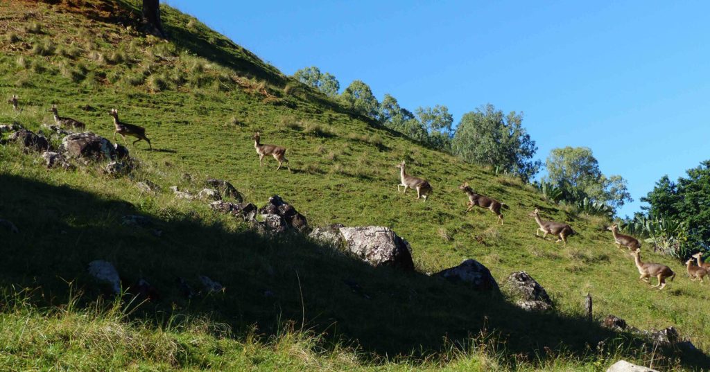 Les troupeaux de cerfs, dont les populations sont régulées par la chasse traditionnelle, abondent dans le secteur.