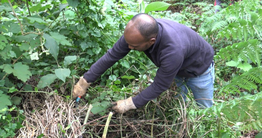 Le senecio est une plante invasive qui a été repérée dans un premier temps au Maïdo. (Photo JSG)