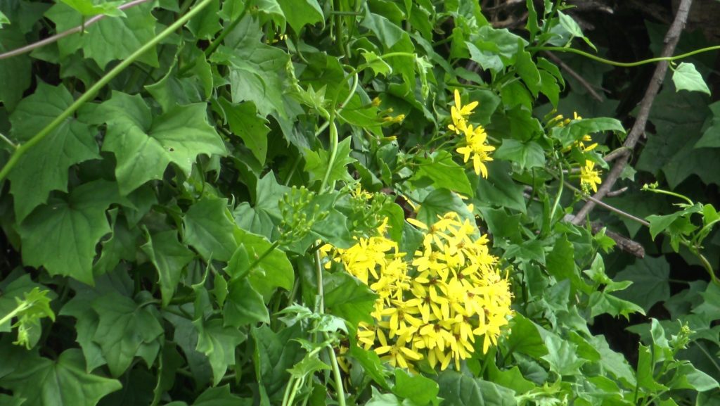 Le senecio est une plante invasive qui a été repérée dans un premier temps au Maïdo. (Photo JSG)