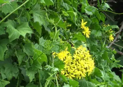 Le senecio est une plante invasive qui a été repérée dans un premier temps au Maïdo. (Photo JSG)