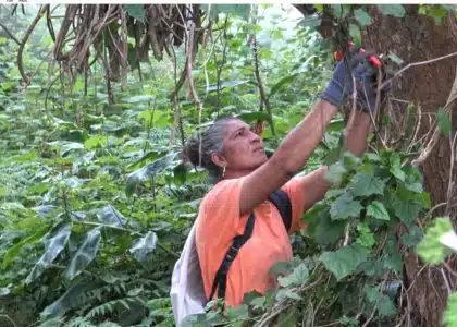 Le senecio est une plante invasive qui a été repérée dans un premier temps au Maïdo. (Photo JSG)