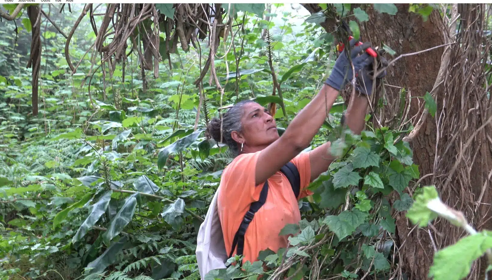 [Écologie] Objectif : limiter l’invasion d’une liane au Maïdo, le Senecio