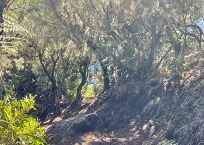 Randonnée forêt hauts Makes Cilaos ilet a cordes