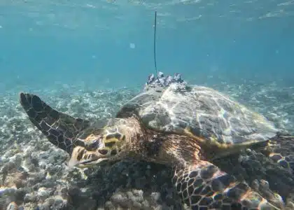 Tortue (photo Kelonia)