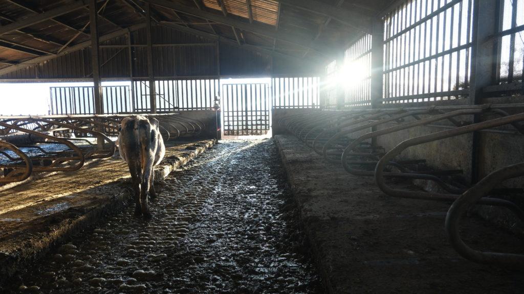 Les vaches laitières de la Réunion produisent entre 16 et 18 millions de litres de lait par ans. (Photo Philippe Nanpon)