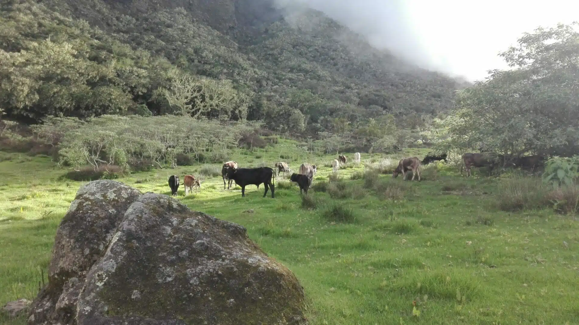 [Agriculture] Qui assainira les cheptels malades de leucose bovine?