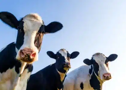 vaches laitières génisses sicalait importation