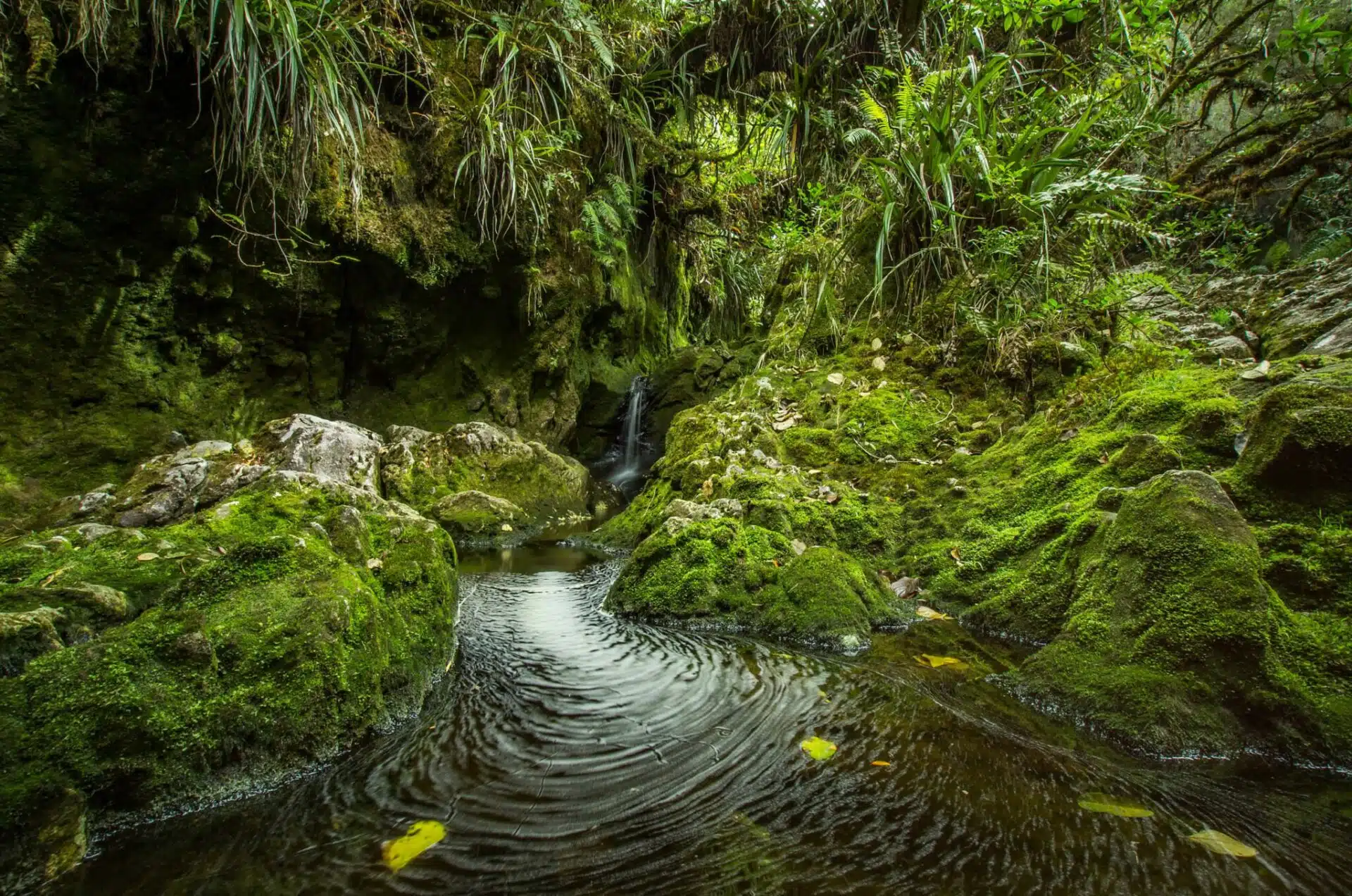 écologie nature