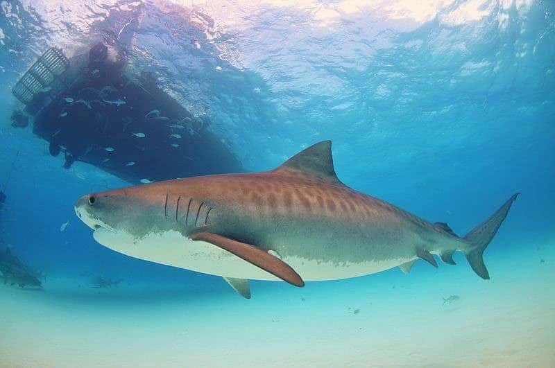 [Communiqué de presse]   Les jeunes requins tigres seront marqués et relâchés