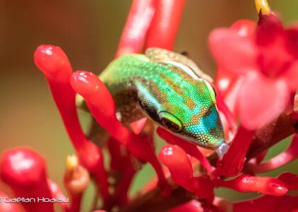 lézards verts de Manapany Phelsuma inexpectata