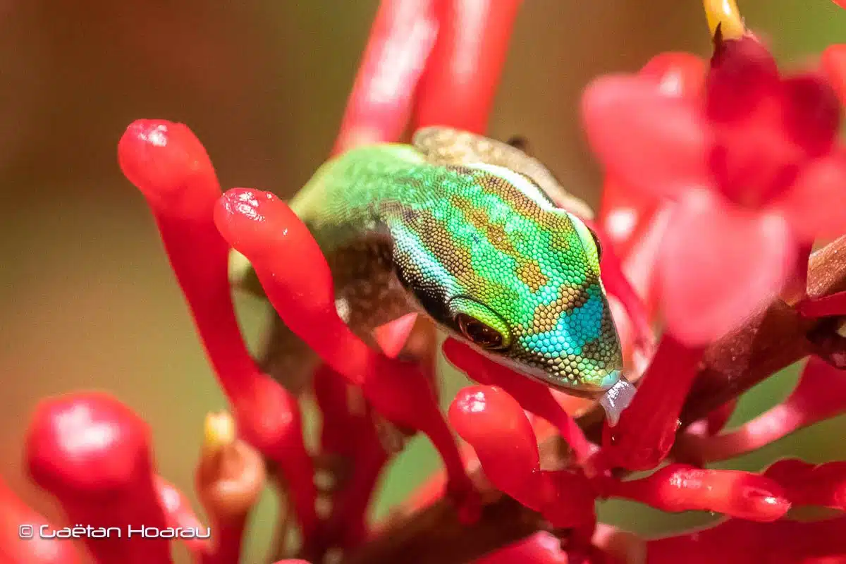 [Ecologie] Le lézard vert, de Manapany à Saint-Pierre