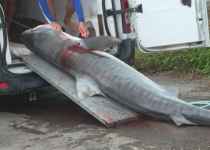 requin tigre pêche