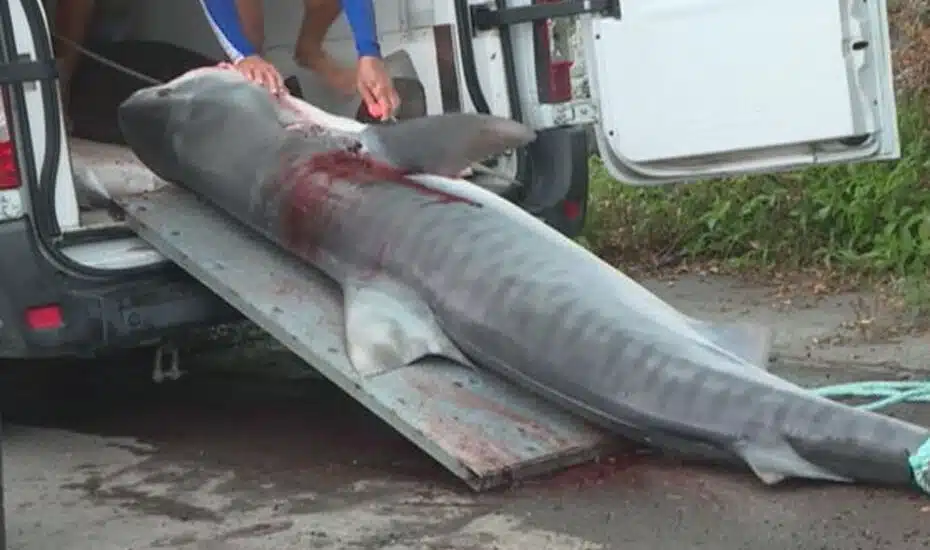 requin tigre pêche