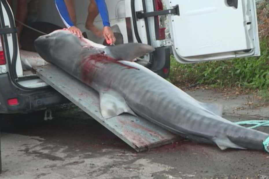 requin tigre pêche