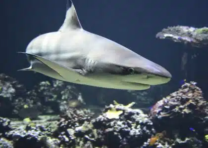 requin pointe noire