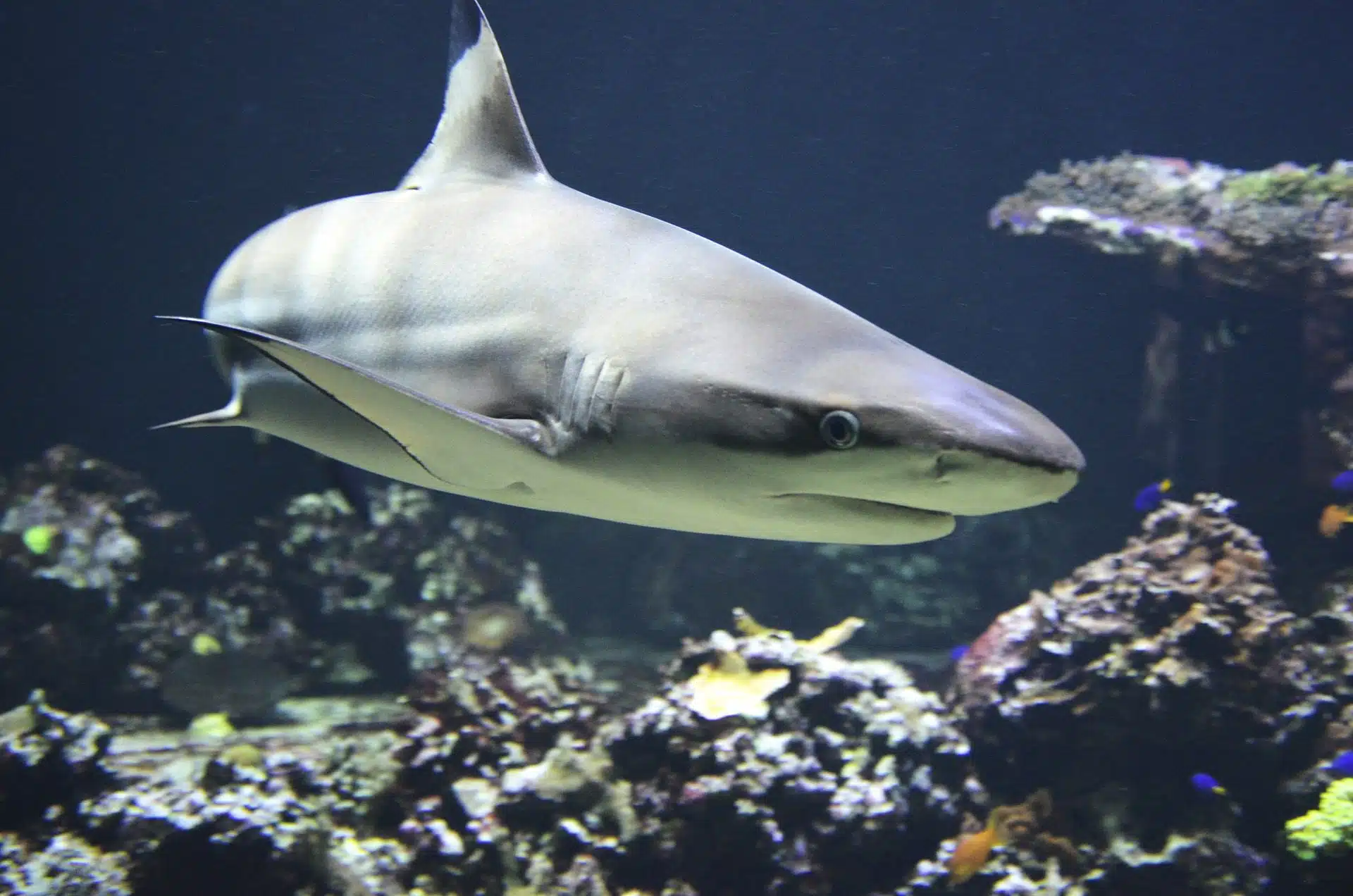 Les grands requins sont essentiels à la bonne santé des herbiers marins