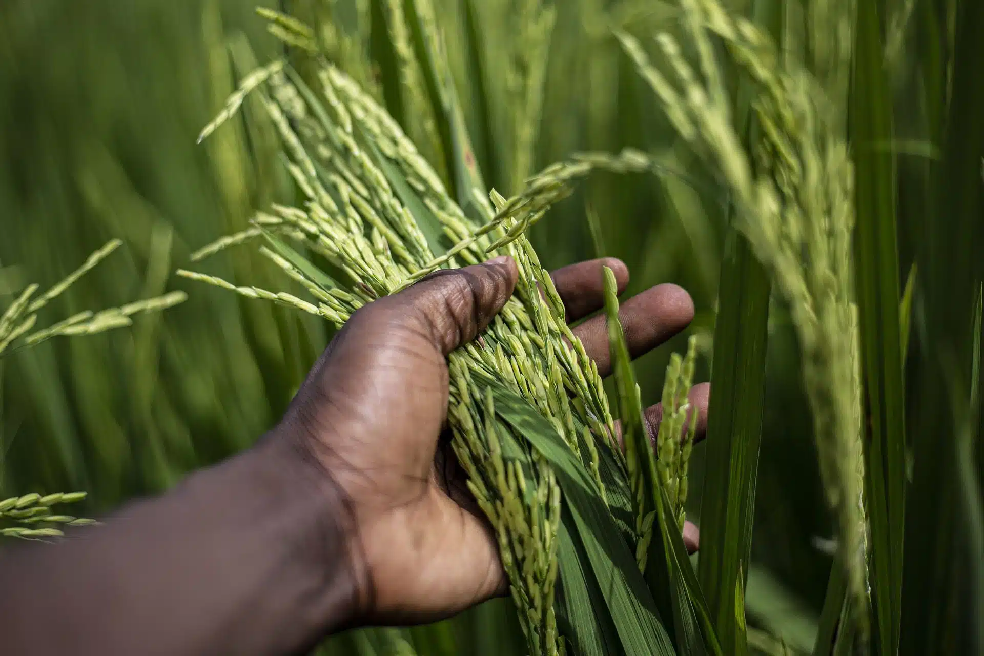 Production de riz : I fé pa ri, i fé pér ?