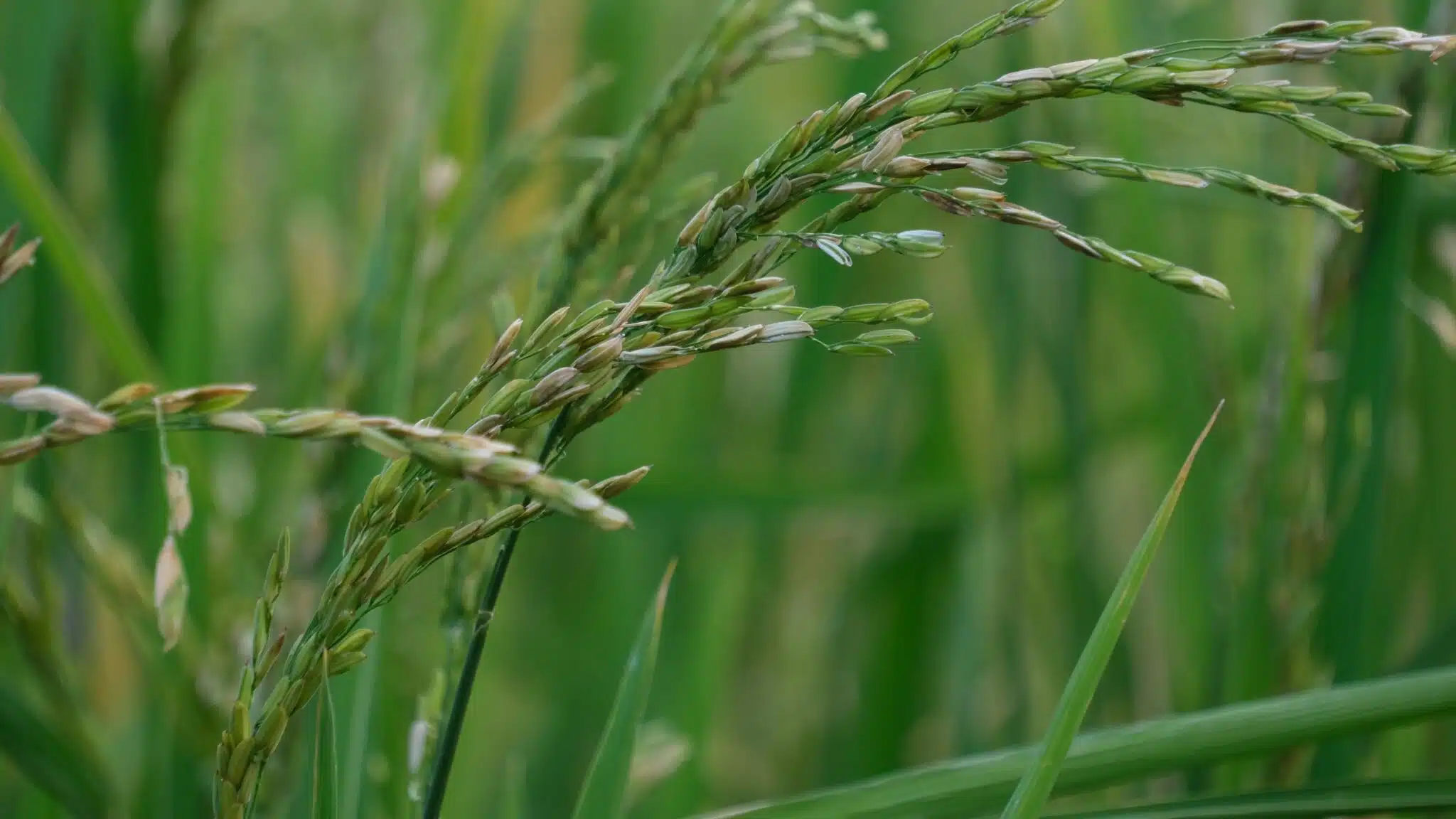 [Agriculture] Le riz, du champ à l’assiette