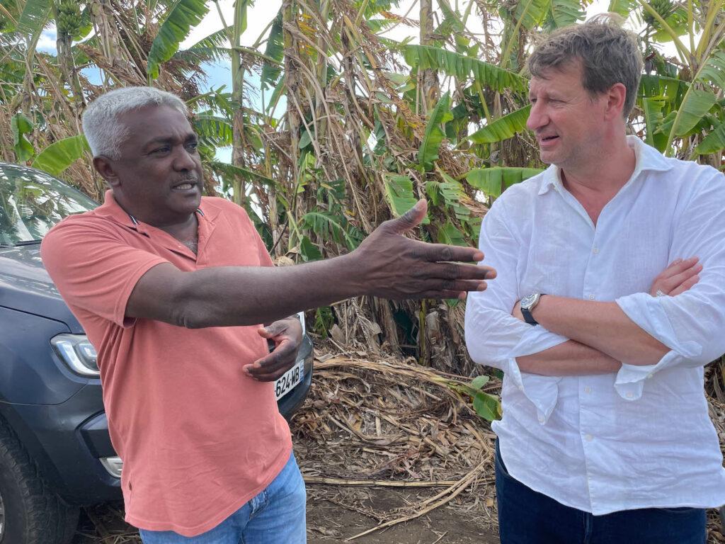 Yannick Jadot, député européen, candidat à l'élection présidentielle d'EELV Europe écologie les verts, en visite à La Réunion dans un champ de cannes avec les planteurs de la CGPER Jean-Michel Moutama