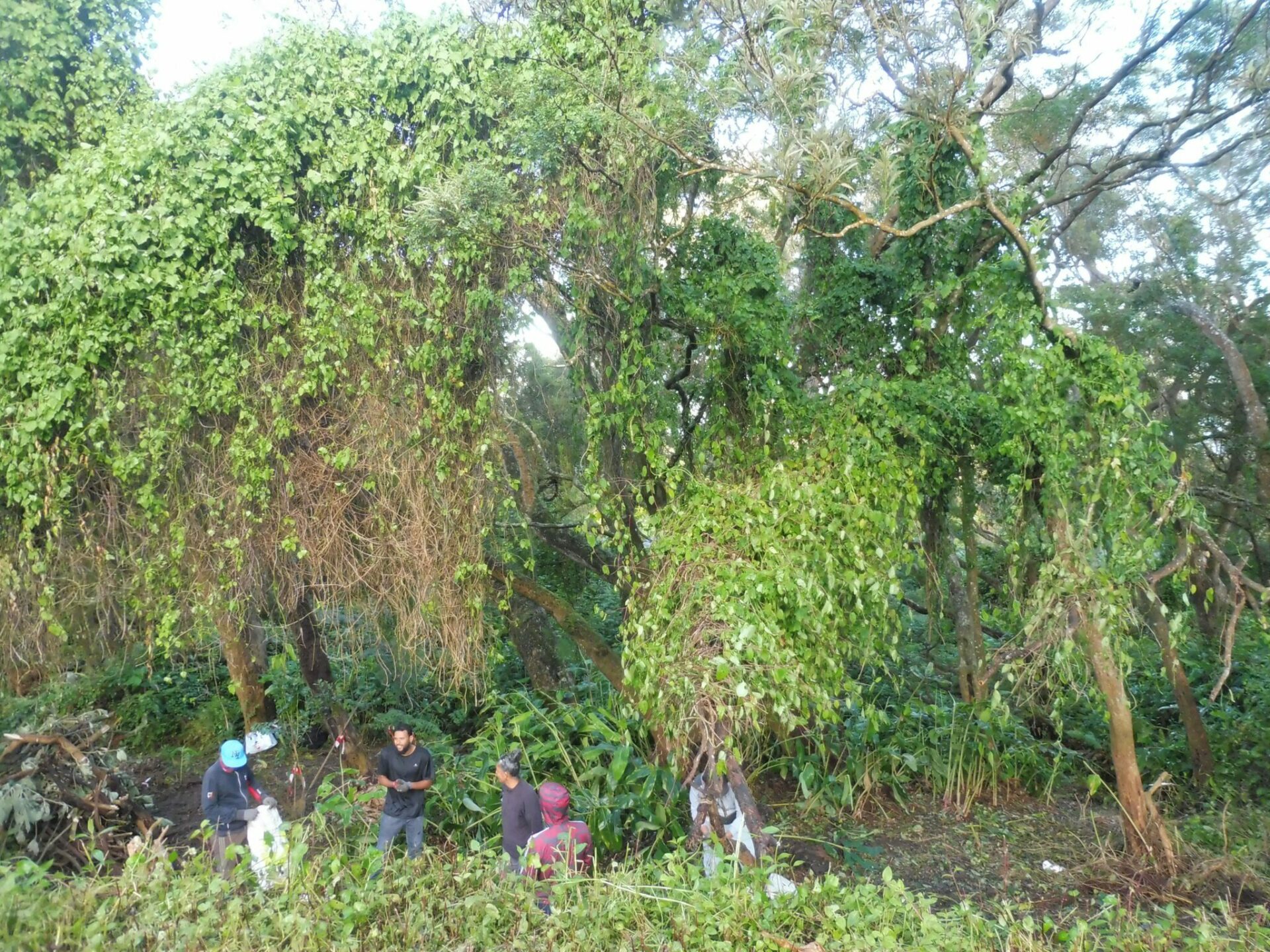 [Plantes invasives] Qui protège nos forêts ?