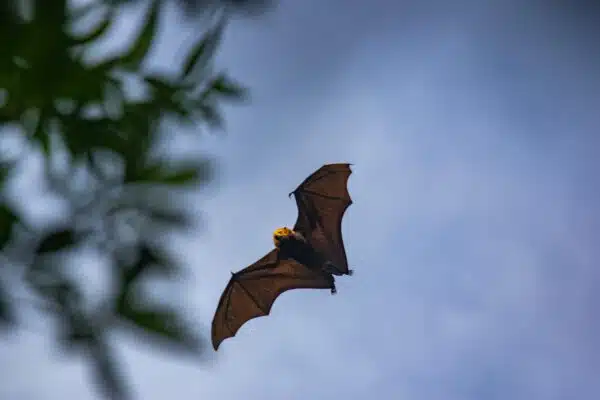 [Biodiversité] Bienvenue chez toi, la roussette !