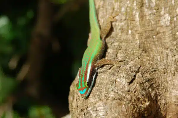 Un jeu de piste pour sensibiliser autour du gecko vert de Manapany