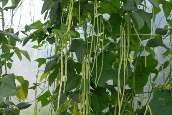 [Jardin] Le haricot au kilomètre