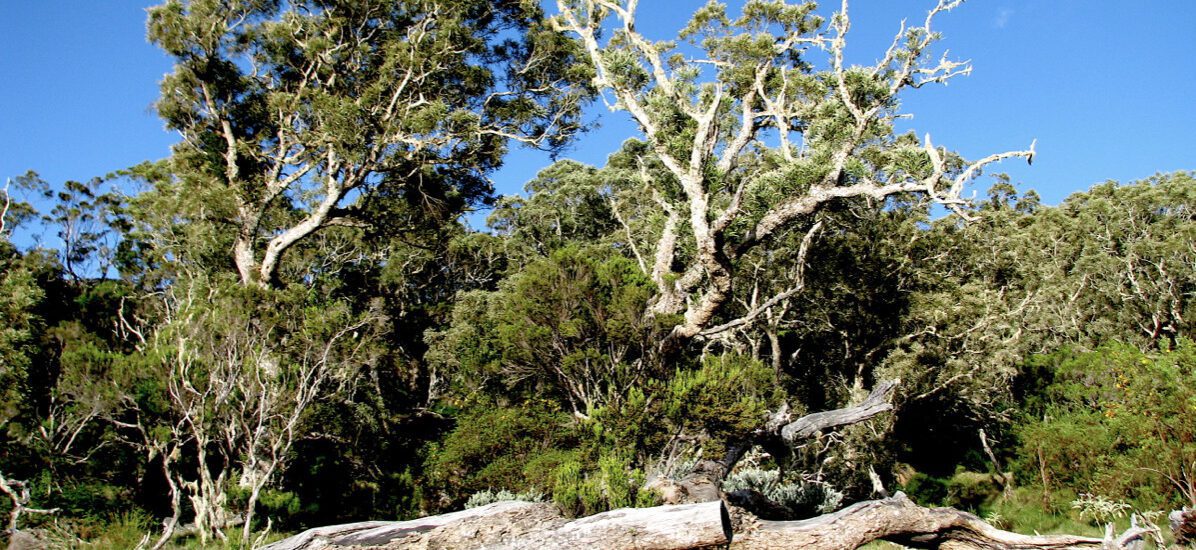 La forêt de tamarins…