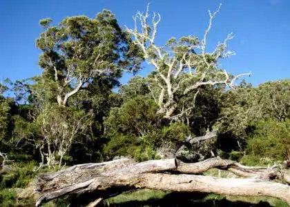 La forêt de tamarins…