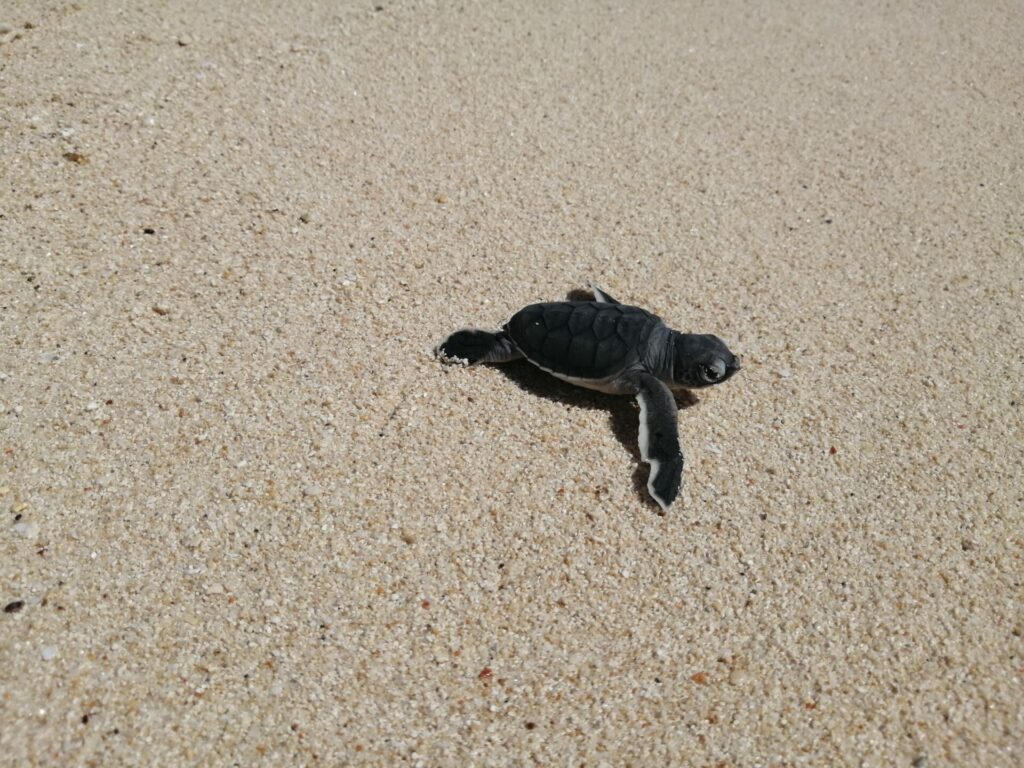 Les bébés tortues à Nosy Iranja à Madagascar (mai 2023).