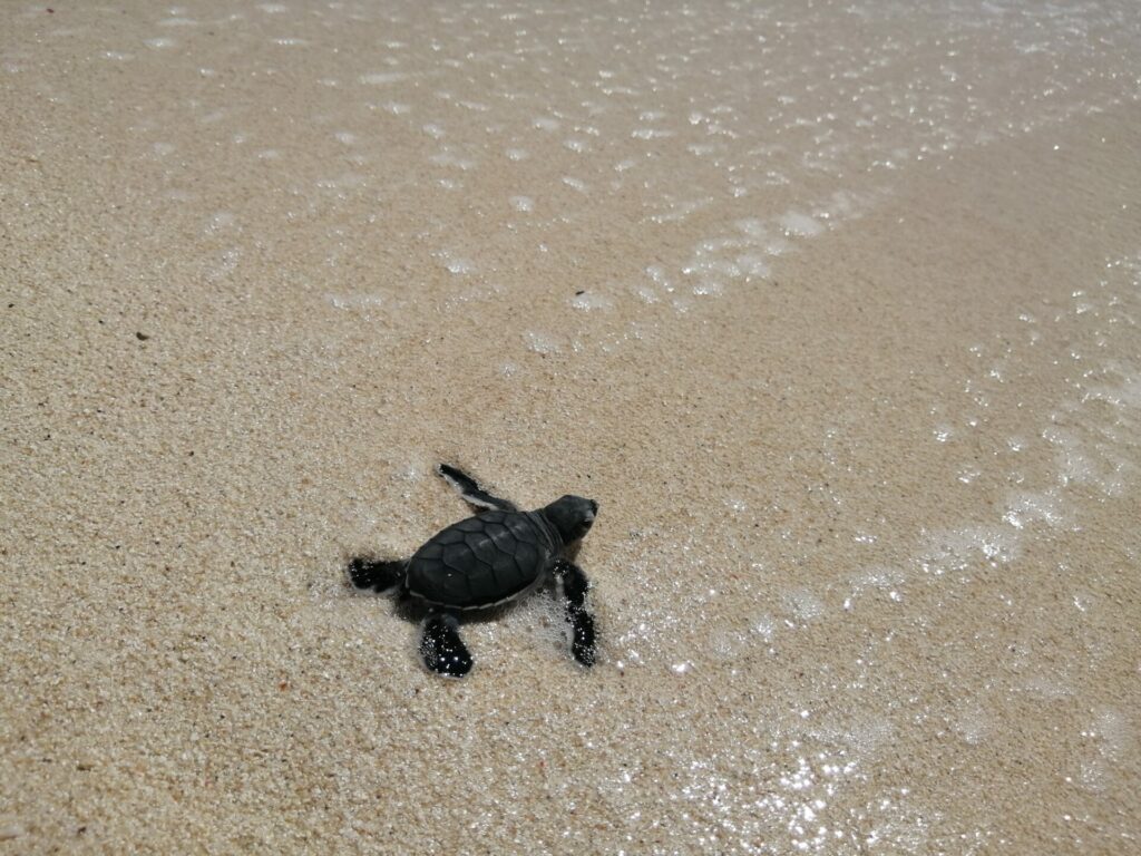 Les bébés tortues à Nosy Iranja à Madagascar (mai 2023).