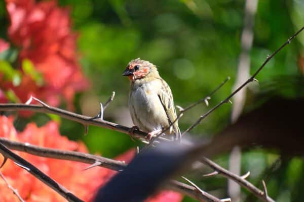 [Climat] Alerte rouge des cardinals, flamboyants et letchis…