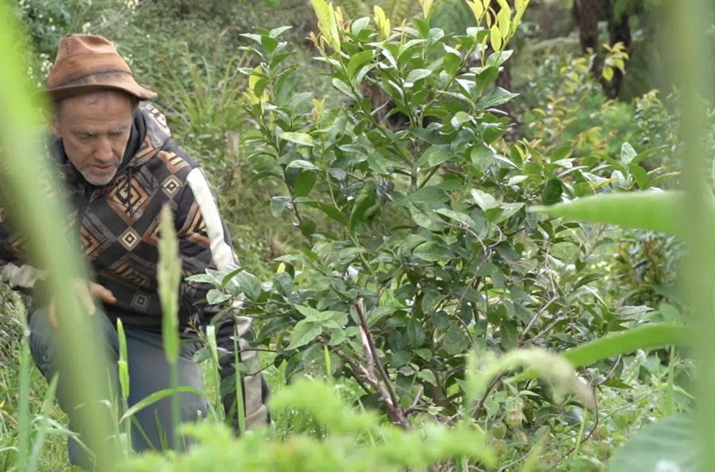 Agroforesterie Fred de la Bergerie