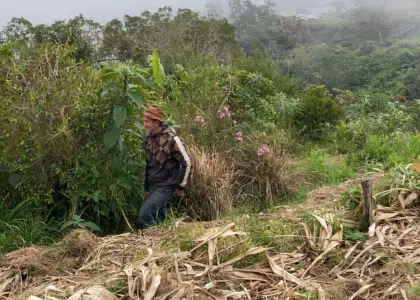 Fred de la bergerie agroforesterie