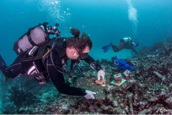 [Écologie marine] La réserve ne suffit plus pour protéger le corail