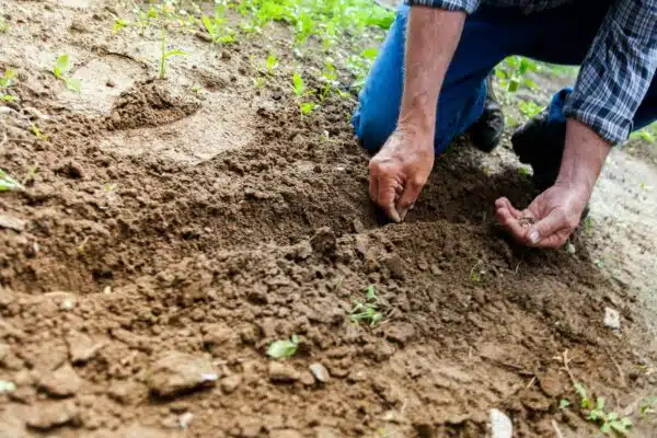 [Agriculture] Les paysans bio attendent toujours les aides européennes