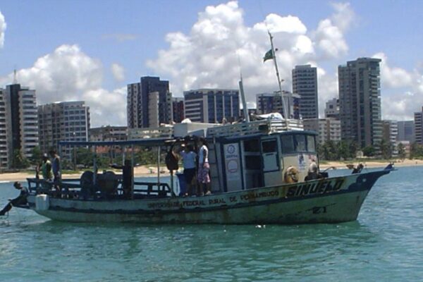 [Écologie] Les requins de Recife ne reviennent pas