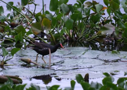 poule d'eau nénuphar jacinthe d'eau l'étang Saint-Paul