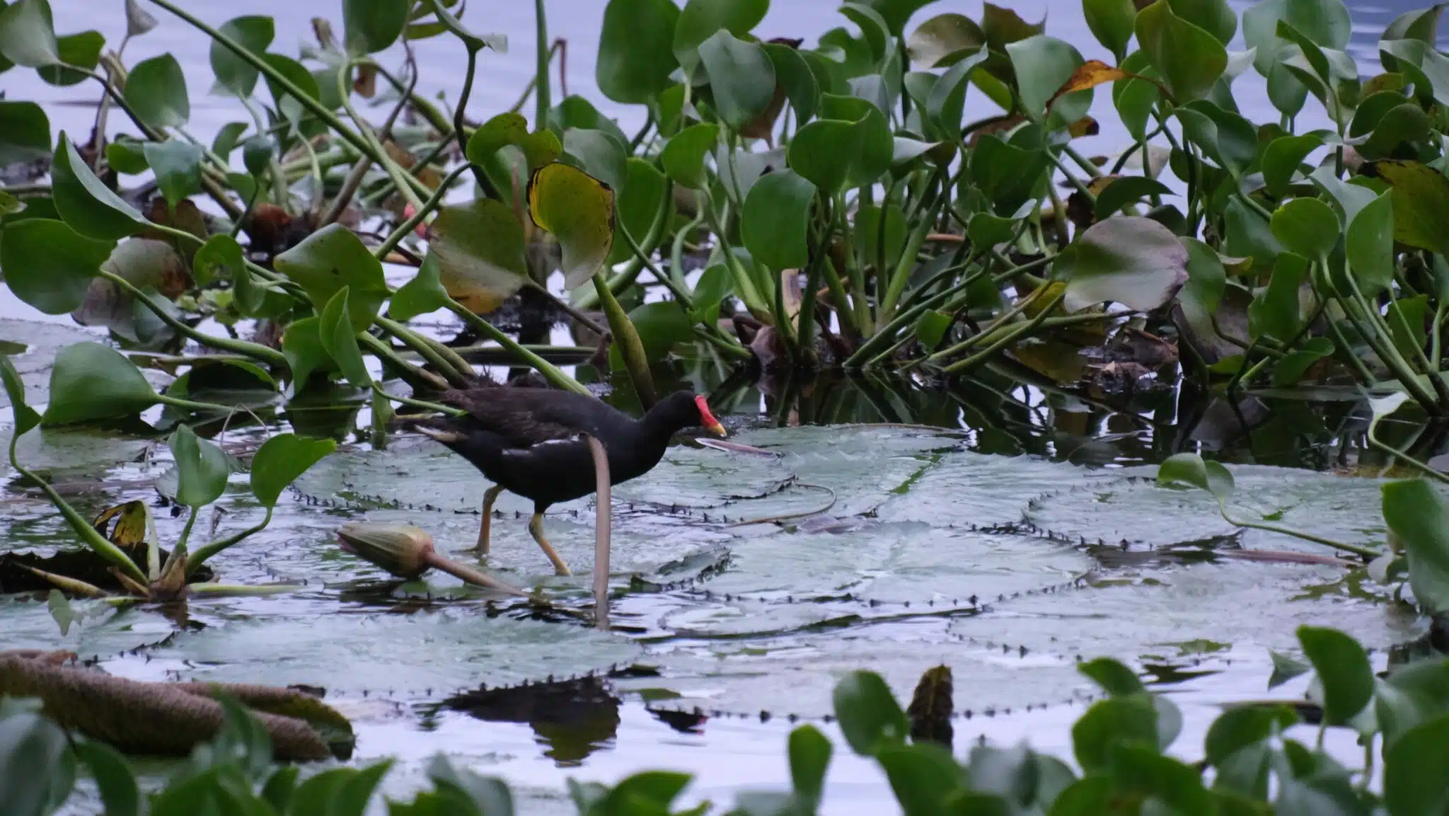 poule d'eau nénuphar jacinthe d'eau l'étang Saint-Paul