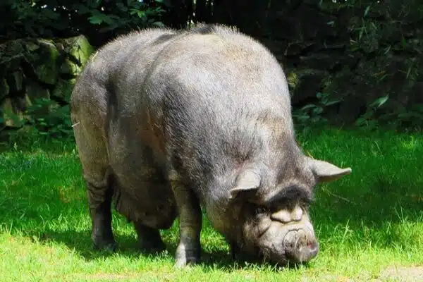 [Chronique] Cochon qui s’en dédie