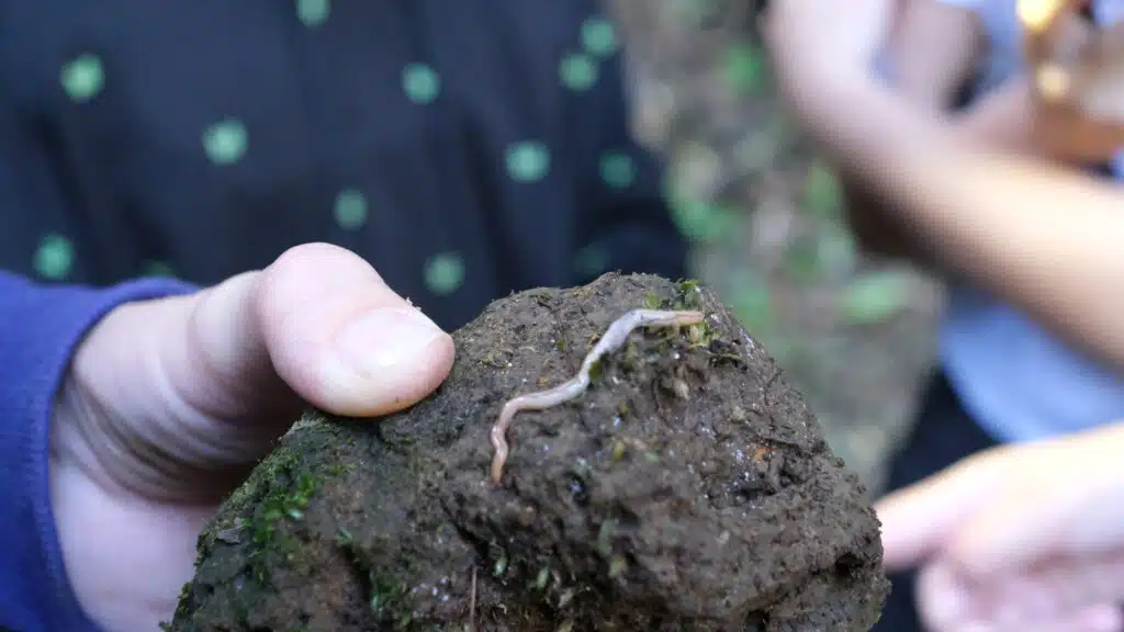 Plathelminthe Petite Ile sentier Vivier avec la classe de Tiphaine et Raphaelle Pascot spécialiste de ces vers plats. Et Valentin Vaslet médiateur Nature océan indien NOI