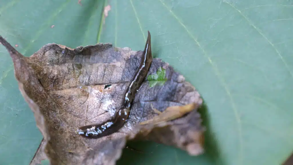 Plathelminthe Petite Ile sentier Vivier avec la classe de Tiphaine et Raphaelle Pascot spécialiste de ces vers plats. Et Valentin Vaslet médiateur Nature océan indien NOI